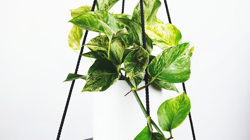 欧洲冠军联赛决赛直播画面：皇家马德里对阵曼城